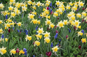 Narcisse cyclope 'Topolino'