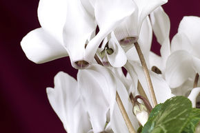 Cyclamen blanc (lot de 8)