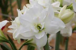 Amaryllis 'Akiko�'