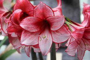 Amaryllis 'Charisma�'