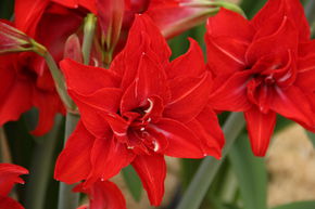 Amaryllis 'Double Delicious�'