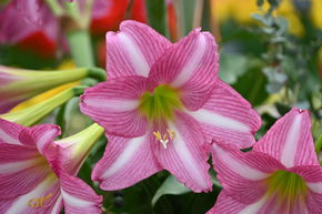 Amaryllis 'Estella'