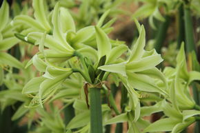 Amaryllis 'Evergreen�'