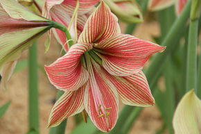 Amaryllis 'Exotic Star�'