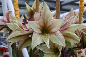 Amaryllis 'Green Magic�'