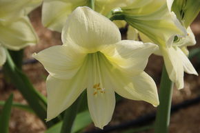 Amaryllis 'Lemon Star�'
