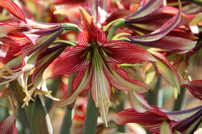 Amaryllis 'Mystica�'