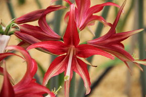 Amaryllis 'Quito�'