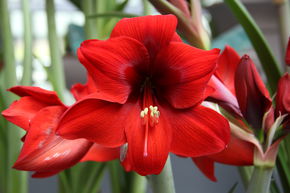 Amaryllis 'Red Lion'