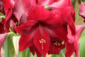 Amaryllis 'Red Pearl�'