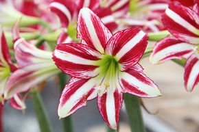 Amaryllis 'Santiago�'