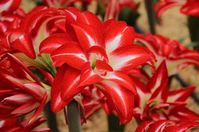 Amaryllis 'Splash�'