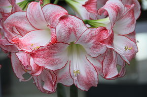 Amaryllis 'Spotlight�'