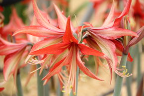 Amaryllis 'Sumatra�'