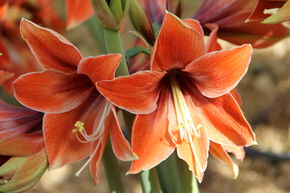 Amaryllis 'Tierra'