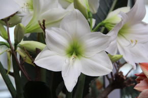 Amaryllis 'White Queen'