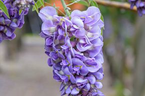 Arbuste bleu d'Am�rique 'Amethyst Falls�'