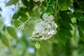 Saule d'Am�rique 'Nivea'