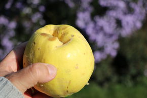 Coing d'ananas 'Zarea'