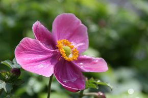 An�mones du Japon 'Praecox'