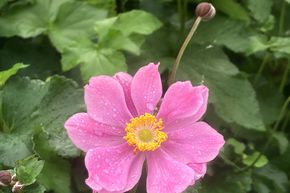 An�mones du Japon 'September Charm'