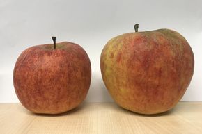 Pommier Melon