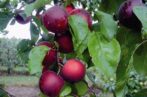 Abricotier 'Aprikyra'