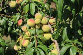 P�che aromatique Veroma� Bello