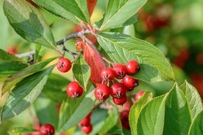Aronia � feuilles d'arbousier 'Brillant'