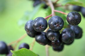 Aronia 'Viking'
