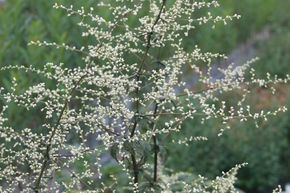 Armoise blanche de Chine 'Guizhou'