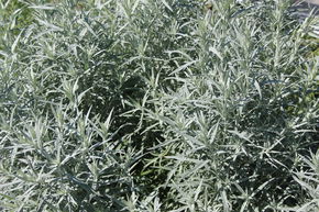 Armoise argent�e 'Silver Queen'