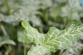 Arum vein�
