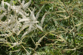 Barbe de bouc � feuilles fendill�es 'Whirlwind'