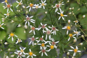 Aster � grandes feuilles 'Albus'
