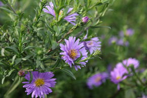 Aster grand d'automne 'Royal Blue'