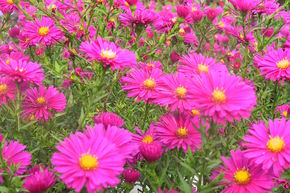 Aster grand d'automne 'Winston Churchill'