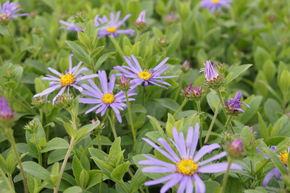 Aster d'�t� 'Wunder von St�fa'