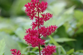Astilbe d'Arends 'Fanal'