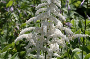 Astilbe du Japon 'Deutschland'