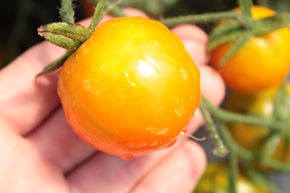 Tomate de balcon 'Ida Gold'