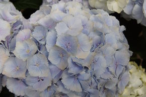 Hortensia boule Everbloom 'Blue Wonder'�