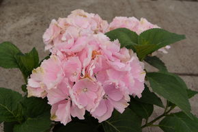 Hortensia boule Everbloom 'Pink Wonder'�