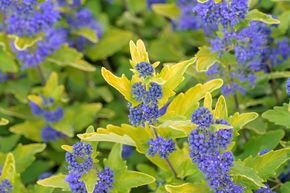 Fleur de barbe 'Sunny Blue'
