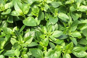 Basilic 'Petit Green'