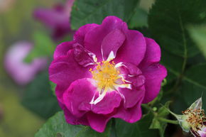 Rosier 'Rhapsody in Blue�'