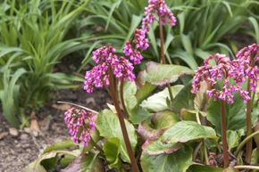 Berg�nia 'Admiral'