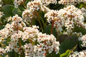 Berg�nia 'Bressingham White'