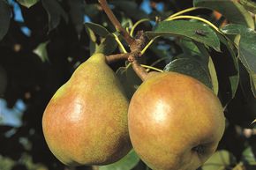 Poire 'Comice' (poire du doyen de l'association)