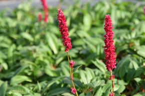 Bistorte affine 'Darjeeling Red', persicaire